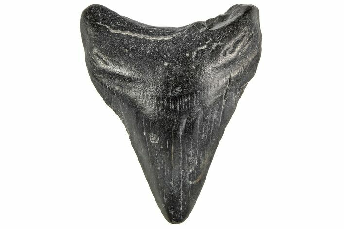 Juvenile Megalodon Tooth - South Carolina #195960